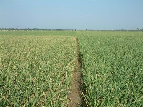 肥料登记证办理及如何取得肥料登记田间试验报告